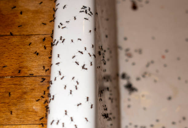 Wasp Removal Services in Northfield, IL
